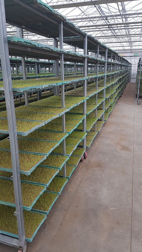 벼 육묘 치상상태