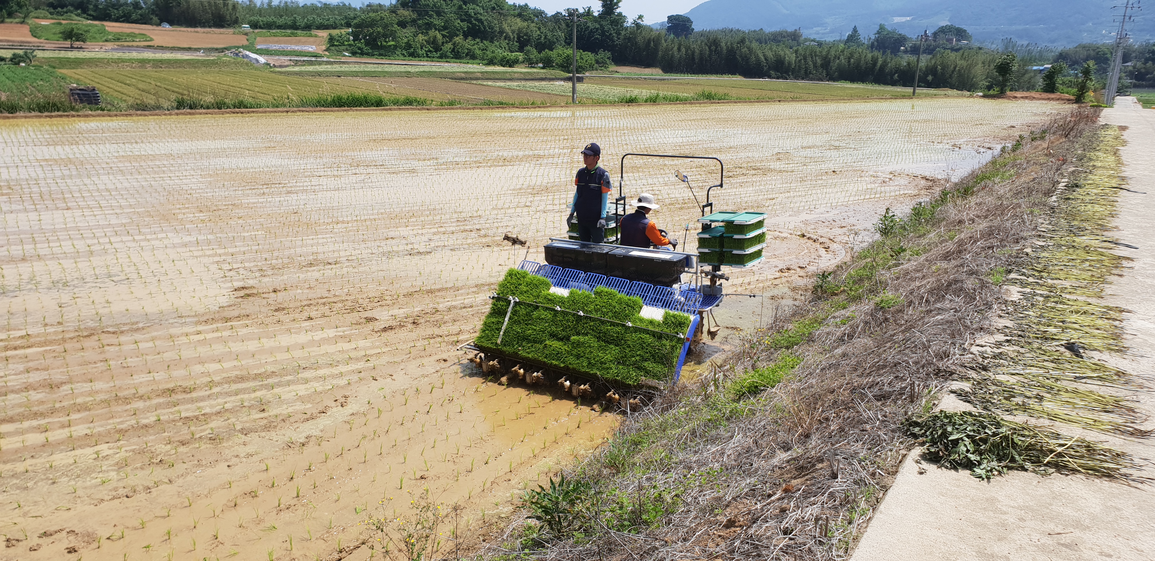 육묘된 벼 이앙