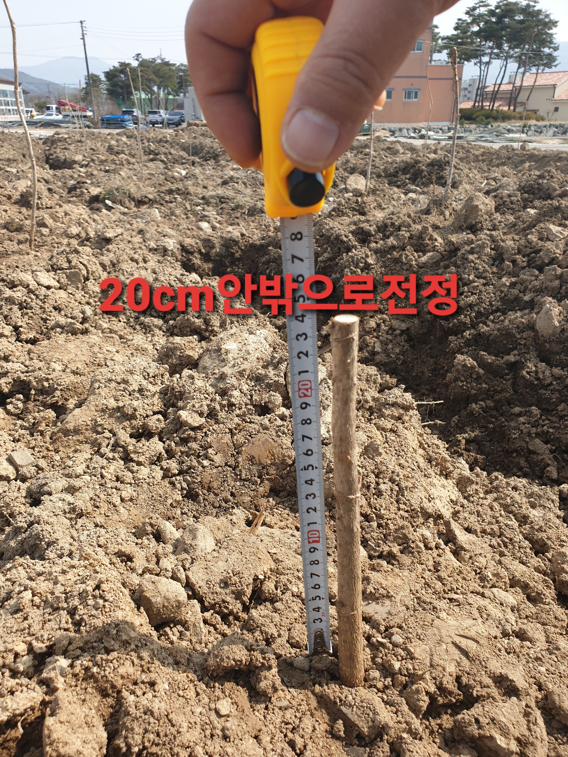 두릅식재후 전정상태