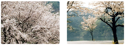 섬진강변 벚꽃축제